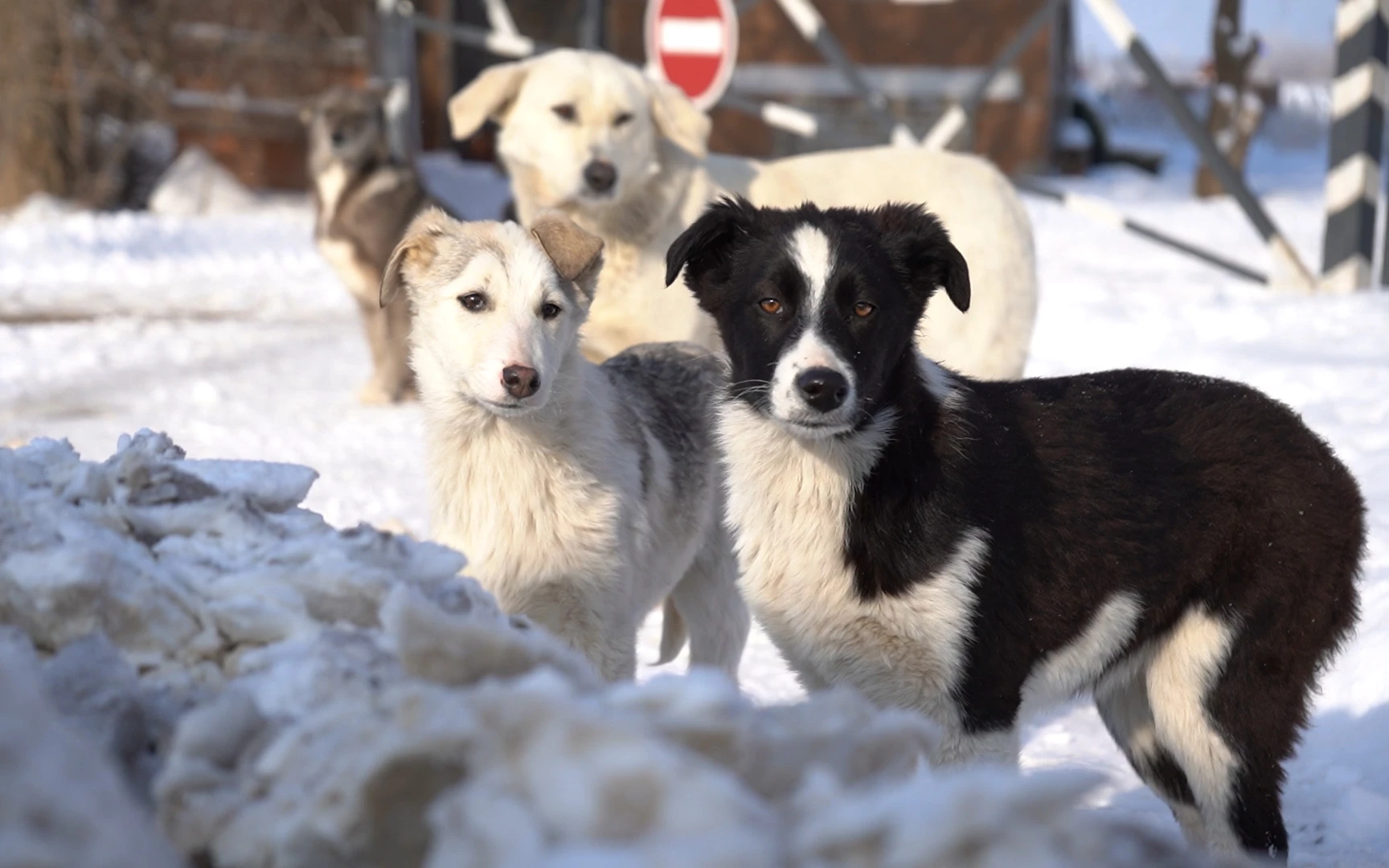 «Казнить нельзя помиловать»: где ставить запятую в судьбе бродячих собак в ЗКО?